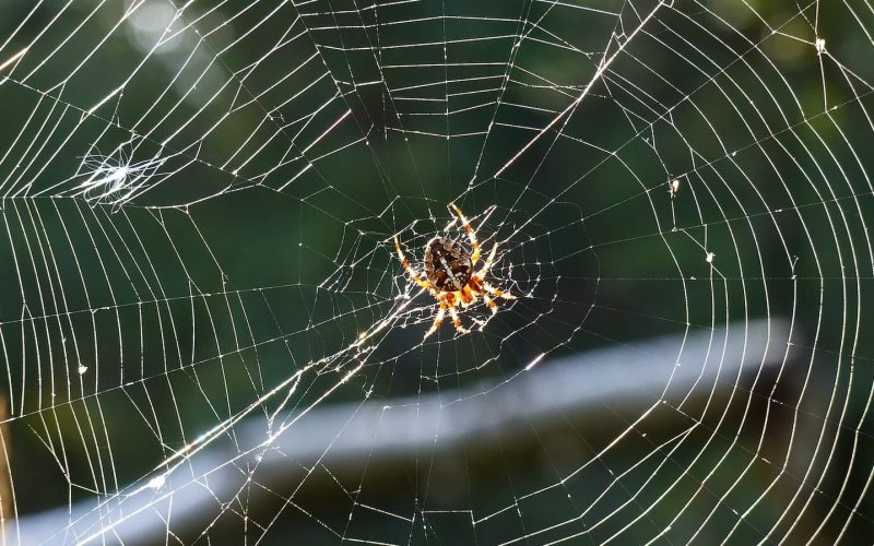 Types of Spiders in Tennessee