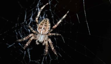 Types of Spiders in Utah