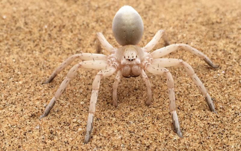 Types of Spiders With Long Legs