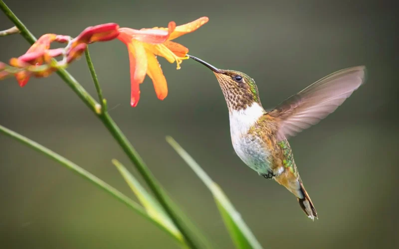 what attracts hummingbirds