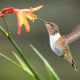 what attracts hummingbirds