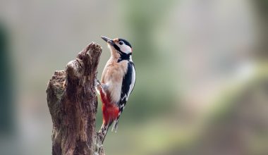 Woodpeckers in Maryland
