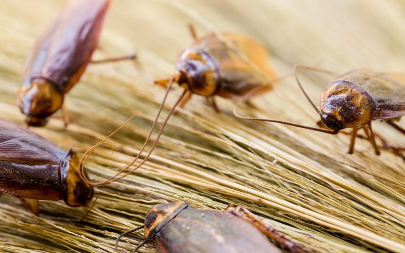 Different Types of Cockroaches in Texas