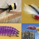 Different Types of Flies for Fishing