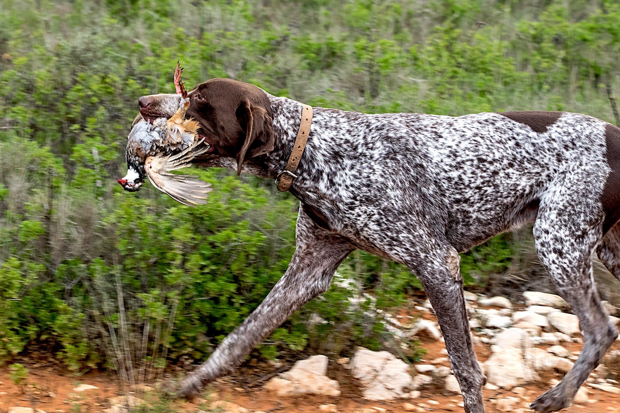 German Shorthaired Pointer: Dog Breed Profile and Information