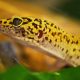 How Long Can Leopard Geckos Go Without Food