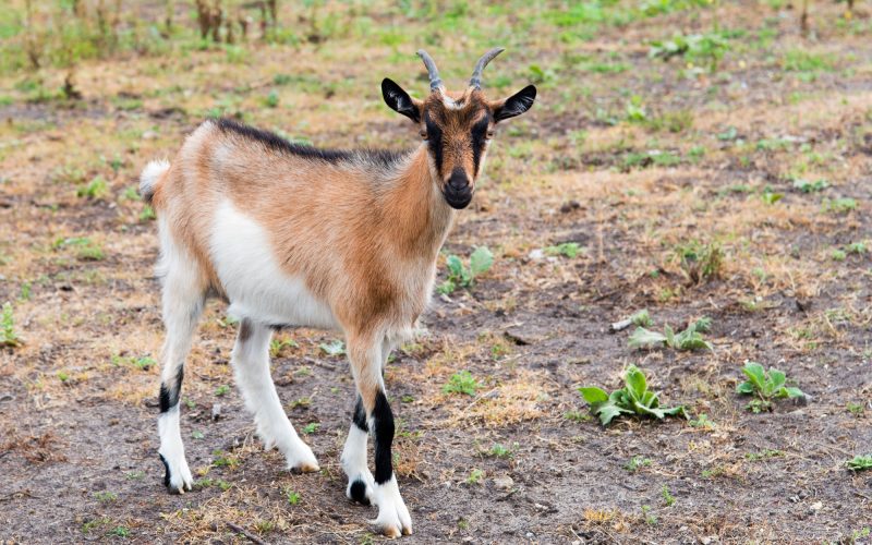 Kinder Goat