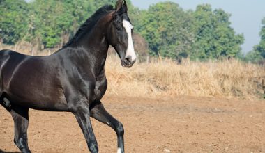 Marwari Horse