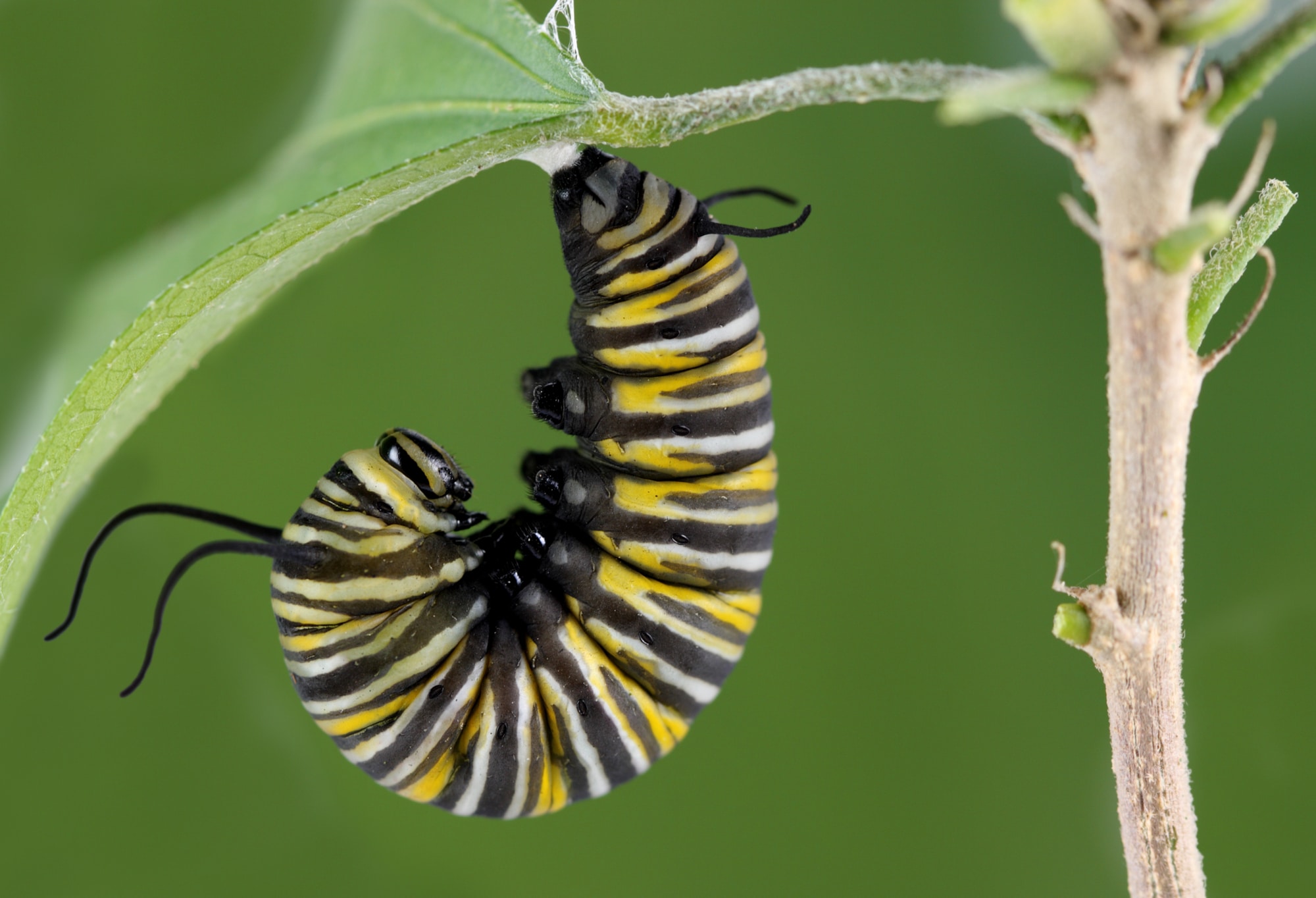 Monarch Caterpillar Types of Caterpillars in Louisiana