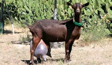 Murciana Goat