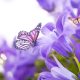 Types of Purple Butterflies