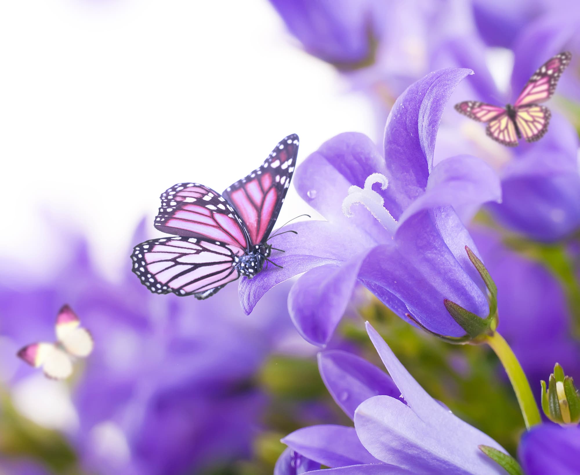 purple butterfly species