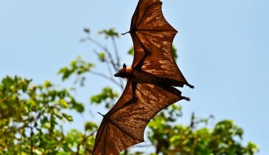 Types of Bats in Arkansas
