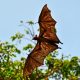Types of Bats in Arkansas