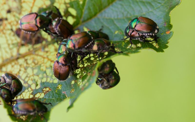 11 Types of Beetles in California