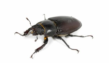 Types of Beetles in Colorado