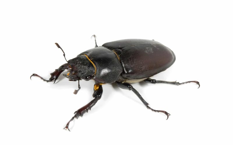Types of Beetles in Colorado