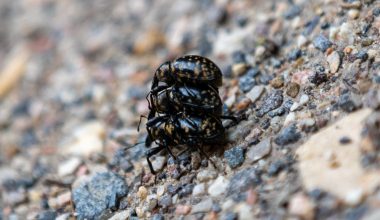 Types of Beetles in Michigan