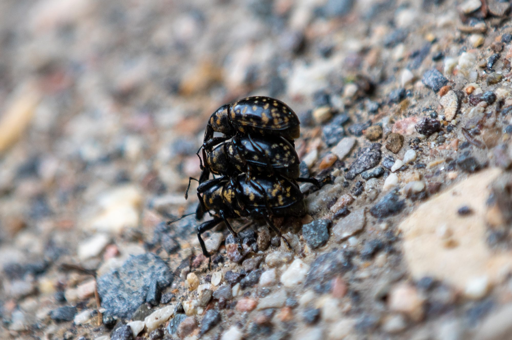 53 Different Types of Beetles in Michigan