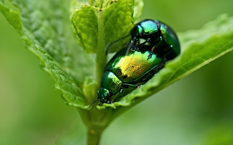 Types of Beetles in Virginia