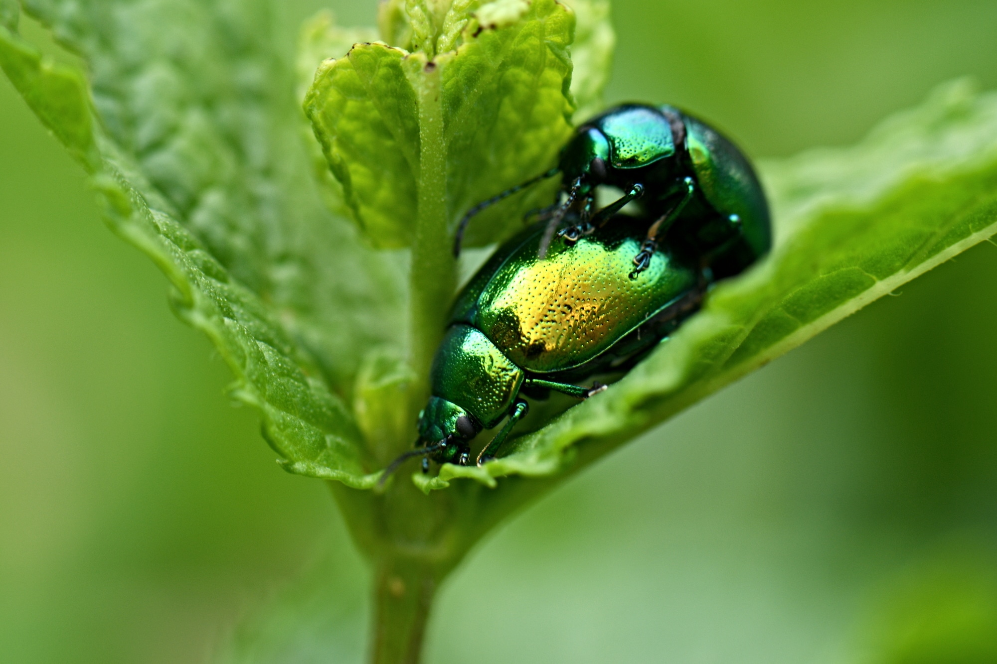 43 Types of Beetles in Virginia