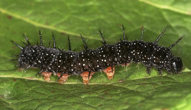 Types of Caterpillars in Georgia