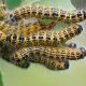 Types of Caterpillars in Louisiana