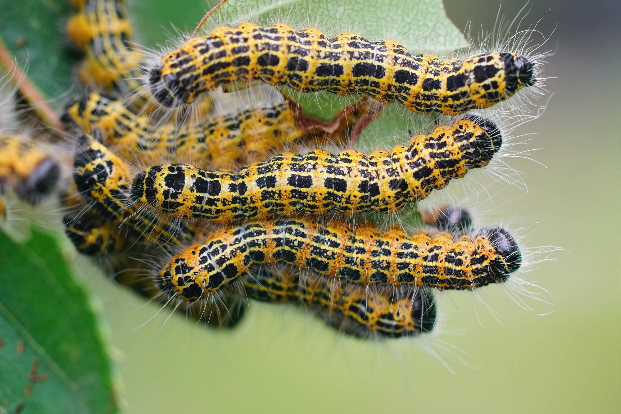 20-types-of-caterpillars-in-louisiana