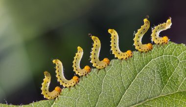 Types of Caterpillars in Minnesota