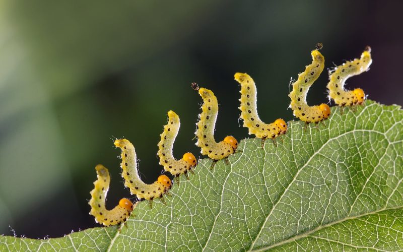 Types of Caterpillars in Minnesota