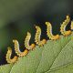 Types of Caterpillars in Minnesota