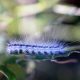 Types of Caterpillars in New Jersey