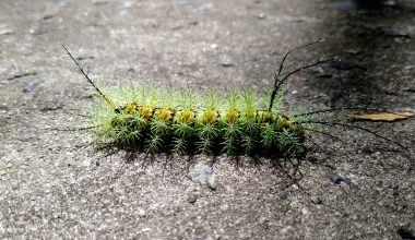 Types of Caterpillars in Tennessee