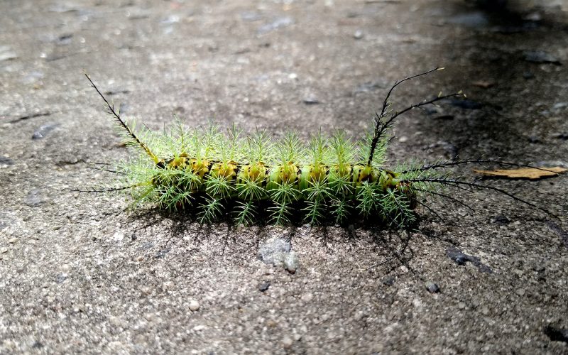 Types of Caterpillars in Tennessee