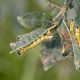 Types of Caterpillars in Texas