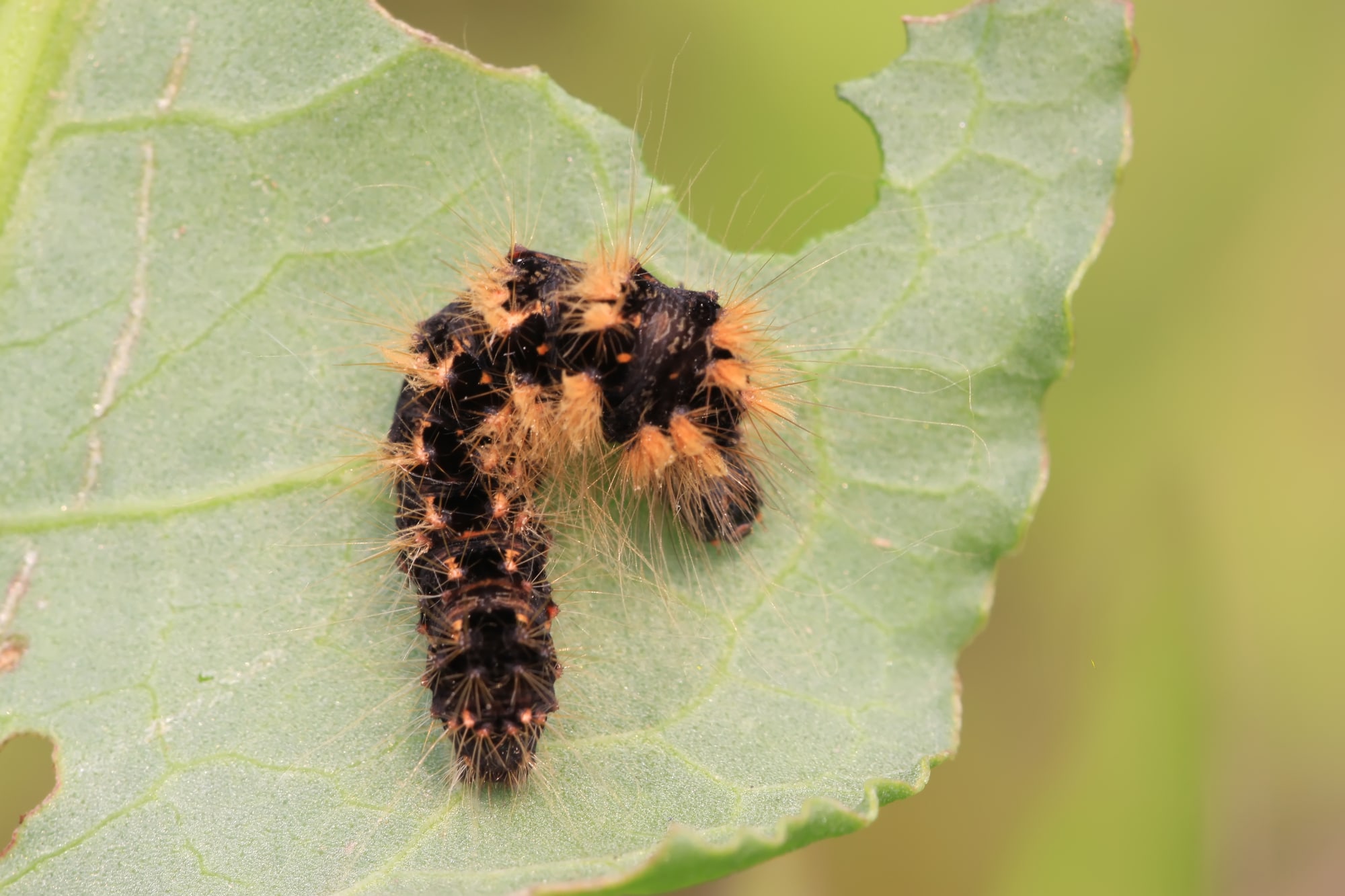 20 Types Of Caterpillars In Virginia