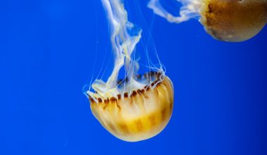 Types of Jellyfish in the Gulf of Mexico