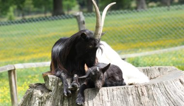 Valais Black Neck Goat