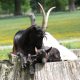 Valais Black Neck Goat