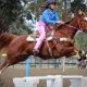 Best Show Jumping Horse Breeds
