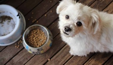 Best Small Breed Dog Foods