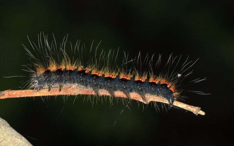 14 Different Types of Black Caterpillars