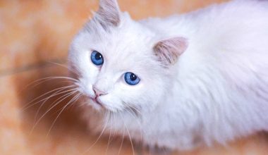 Blue-eyed Cat Names