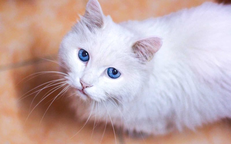 50-blue-eyed-cat-names