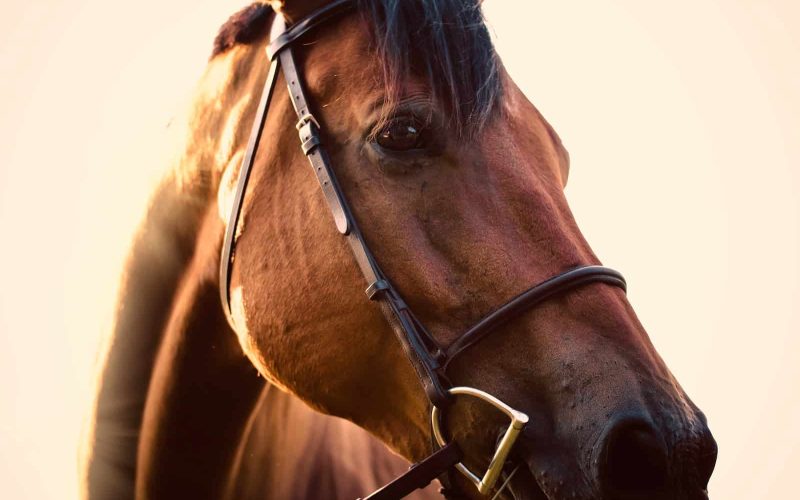 Canadian Horse Breeds