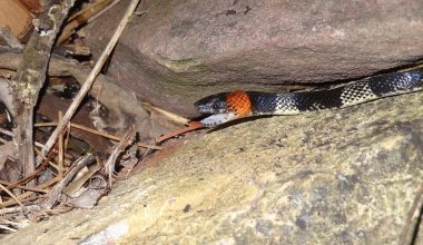 Coral Snakes in Alabama