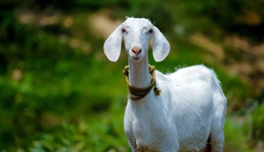 Dairy Goat Breeds in the World
