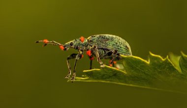 Different Types of Beetles in Connecticut