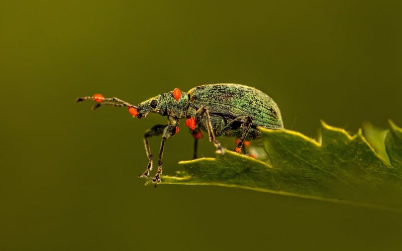 Different Types of Beetles in Connecticut