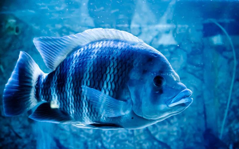 Different Types of Blue Fish and Why They're Amazing!